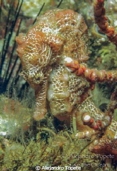 Seahorse in Acapulco Mexico by Alejandro Topete 